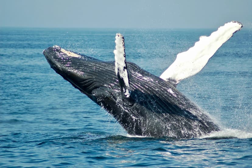Wild Whales Vancouver